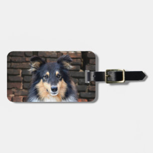 Étiquette À Bagage Tricolor Sheltie face