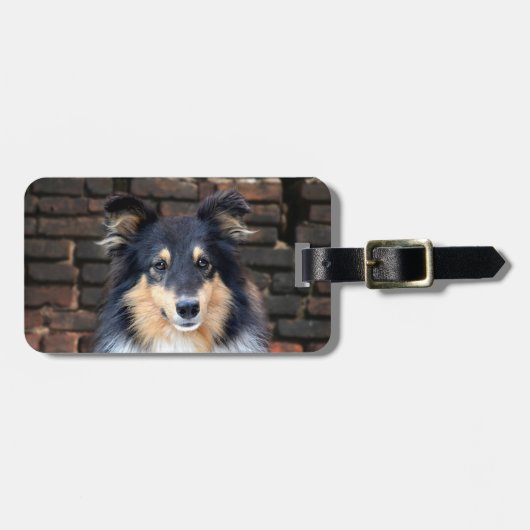 Étiquette À Bagage Tricolor Sheltie face (Devant horizontal)