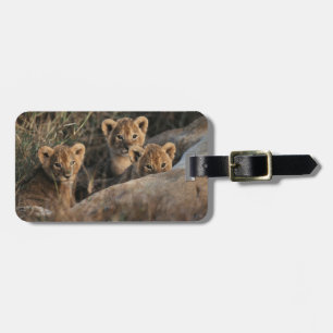 Étiquette À Bagage Trio de lionceaux âgés de six semaines assis