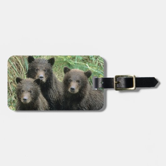 Étiquette À Bagage Trois cubes d'ours grizzli ou des lys (Devant horizontal)