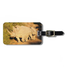 Un rhinocéros blanc de mère et de veau en Afrique