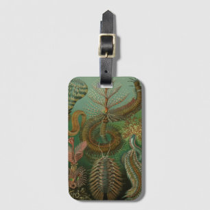 Étiquette À Bagage Vers Anciens Annélides Chétopodes par Ernst Haecke