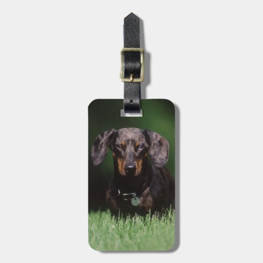 Étiquette À Bagage Vue de Dachshund couleur panaché (Devant Vertical)