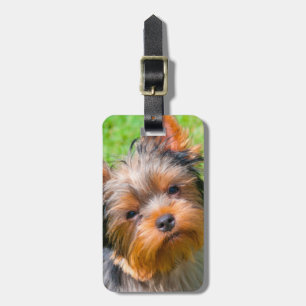 Étiquette À Bagage Yorkshire Terrier qui regarde vers le haut