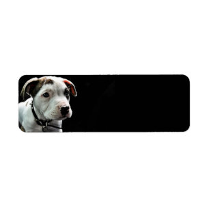 Étiquette À l'os de pitbull de chiot