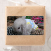 Étiquette A Rabbit in a Dress (En situation)