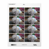 Étiquette A Rabbit in a Dress (Feuille entière)