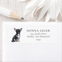 Adresse Chihuahua Dog