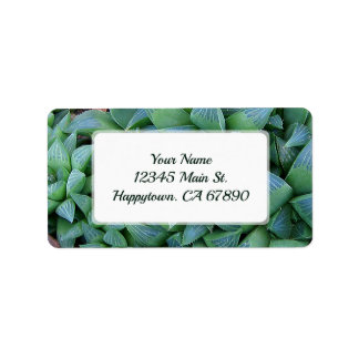 Étiquette Adresse de Plante Succulent de Hworth Vert Personn