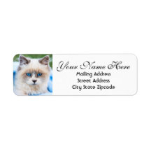 Adresse de retour de Kitten aux yeux bleus
