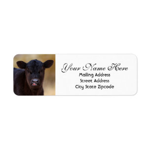 Étiquette Adresse de retour du veau Angus noir