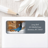 Étiquette Adresse de retour Jay de Steller (En situation)