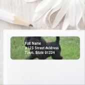 Étiquette Affenpinscher (En situation)