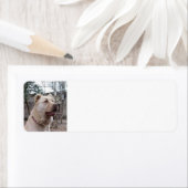 Étiquette Afghan_Shepherd (En situation)