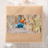 Étiquette Agama commun (En situation)