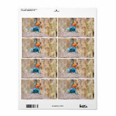 Étiquette Agama commun (Feuille entière)