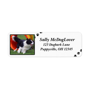 Étiquette Agilité de tunnel de border collie