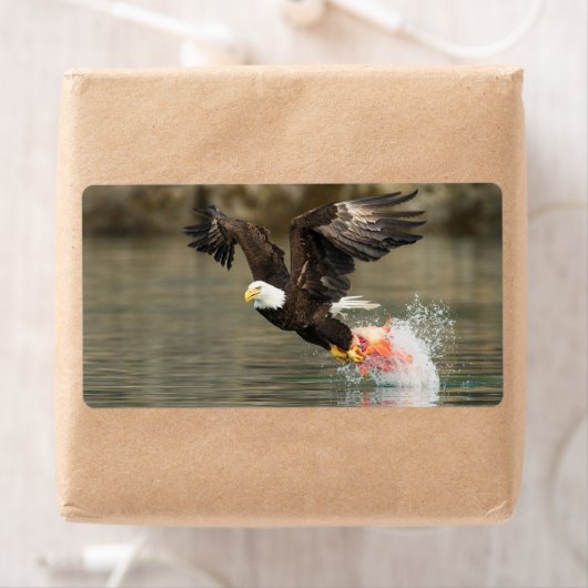 Étiquette Aigle à tête plate (En situation)