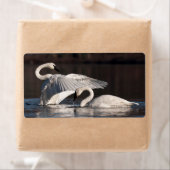 Étiquette Aimer les cygnes (En situation)