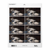 Étiquette Aimer les cygnes (Feuille entière)