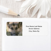 Étiquette Allemand Shepard (En situation)