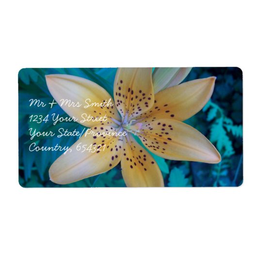 Étiquette American Tiger Lily (Devant)