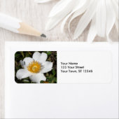 Étiquette Anémon blanc (En situation)