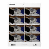 Étiquette Anglais Setter Puppy (Feuille entière)