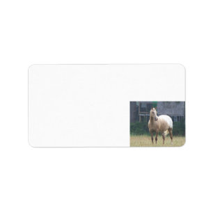 Étiquette Appaloosa
