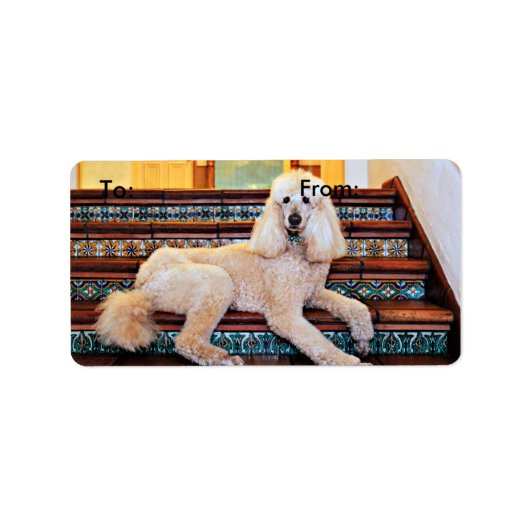 Étiquette Apricot standard Poodle - Bocelli (Devant)