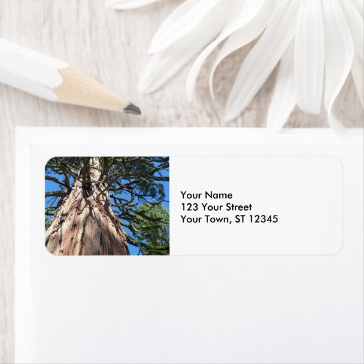 Étiquette Arbre géant californien (En situation)