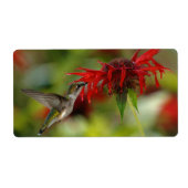 Étiquette Archilochus Colubris à gorge rubis (Devant)