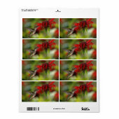 Étiquette Archilochus Colubris à gorge rubis (Feuille entière)