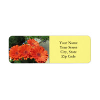 Assez Lumineux Orange Gerbera Daisy Photo Jaune
