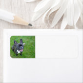 Étiquette assise 2 bulldog (En situation)