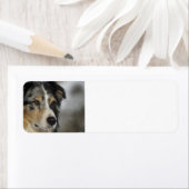 Étiquette australien-berger-bleu merle 2 (En situation)