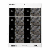 Étiquette Autocollants d'adresse Koalas (Feuille entière)