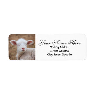 Étiquette Baby Lamb Adresse de retour