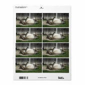 Étiquette Baignade de sable âne (Feuille entière)