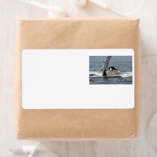 Étiquette Baleine à bosse (En situation)