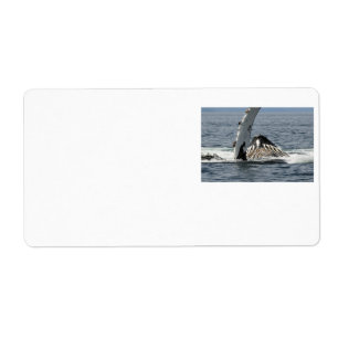 Étiquette Baleine à bosse