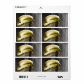 Étiquette Bananes (Feuille entière)