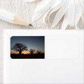 Étiquette Baobabs sacrés (En situation)