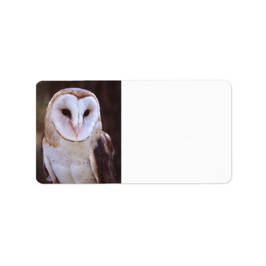 Étiquette barn owl (Devant)