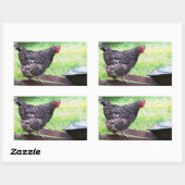 Étiquette Barred Rock Hen Sur Roue (Feuille)