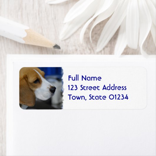 Étiquette Beagle doux (En situation)