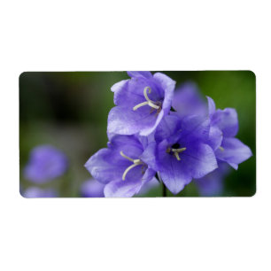 Étiquette Beau Campanula de campanule