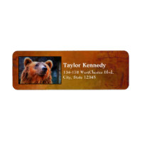 Beau Portrait d'ours Brown Faune Photo