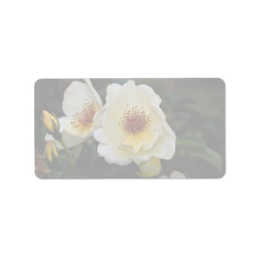 Étiquette Beau Rose d'arbustes 'Golden Wings' (Devant)