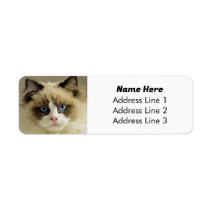 Étiquette Belle Bleu Eyed Ragdoll Chat Adresse de retour